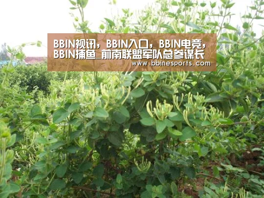 BBIN视讯，BBIN入口，BBIN电竞，BBIN捕鱼